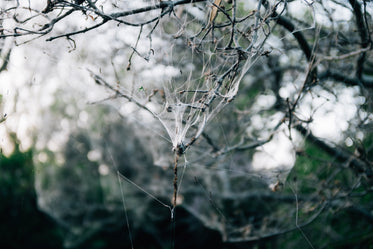 tree branch covered in white webbing