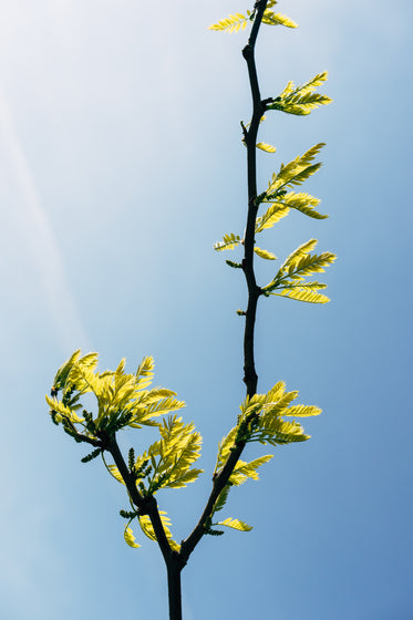 tree branch reaches up to the sun