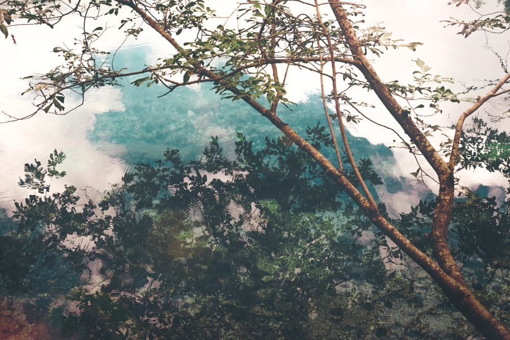 tree branch reflects on water