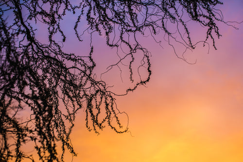 tree branches at sunset