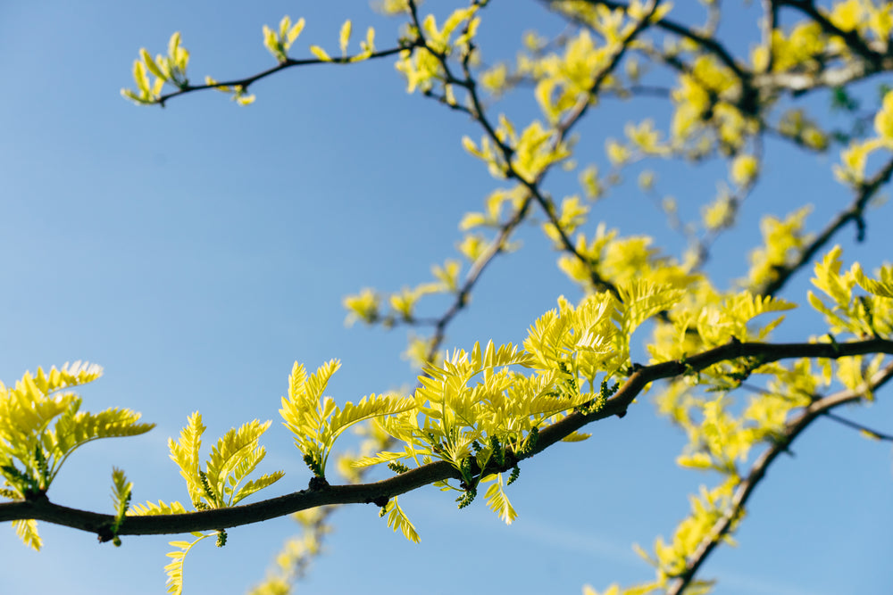 tree branches soaking up the sun