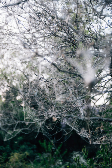 tree branches with cobwebs for leaves