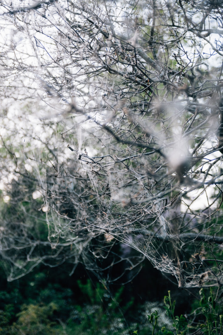 tree-branches-with-cobwebs-for-leaves.jp