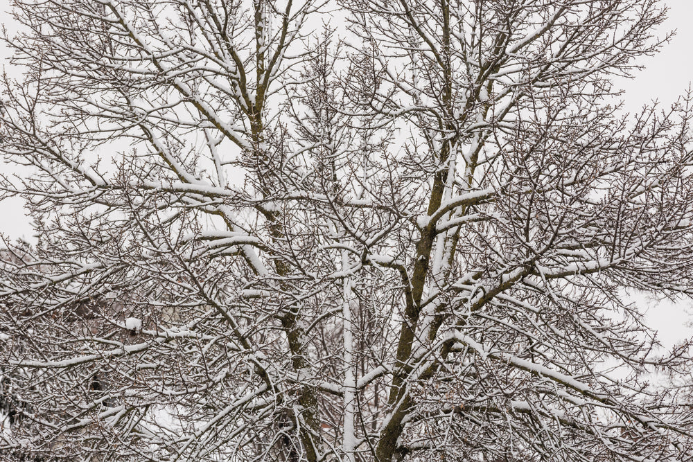 tree branches with snow