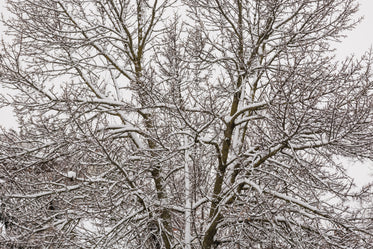 Free Tree Branches With Snow Image: Browse 1000s of Pics