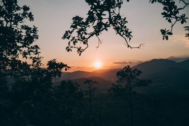 tree framed sunset