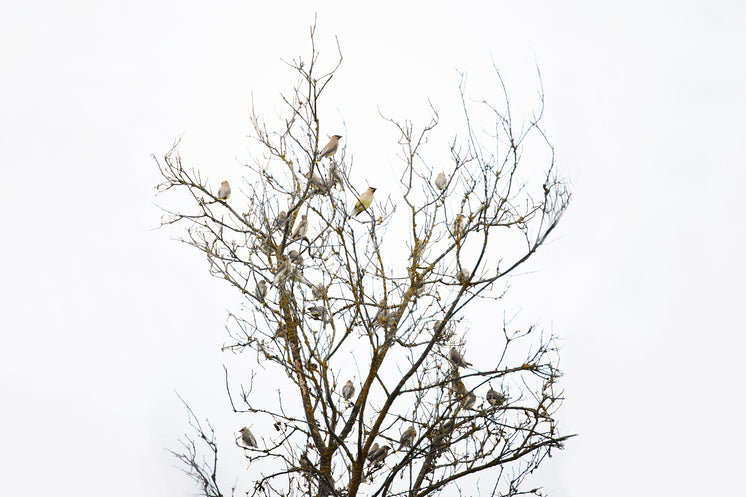 tree-full-of-finches.jpg?width=746&forma