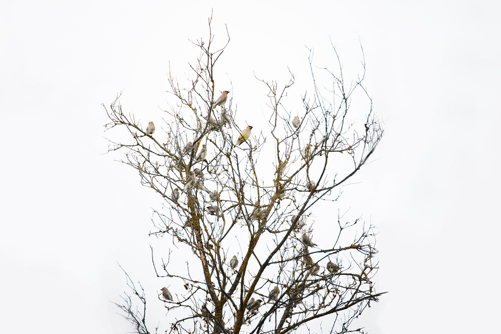 tree full of finches