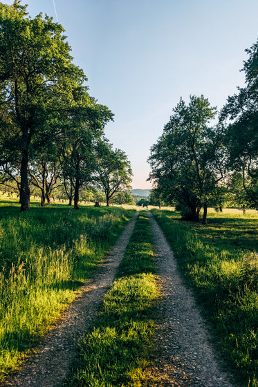 tree lined grassy road with people in the distance