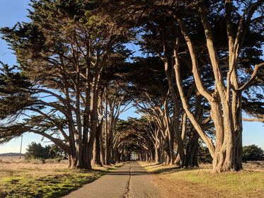 tree lined rural road