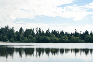 tree lined shore reflected in water