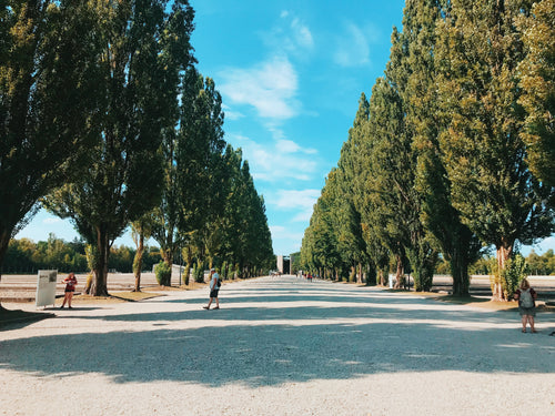 tree lined wide pathway with people on it