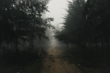 tree lines dirt road with thick fog