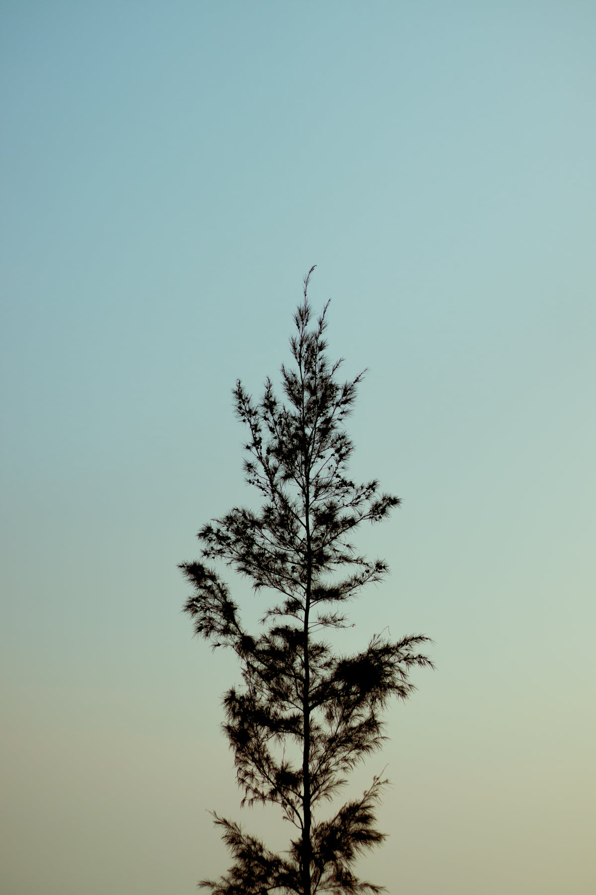 tree reaches tall against a lite blue sky