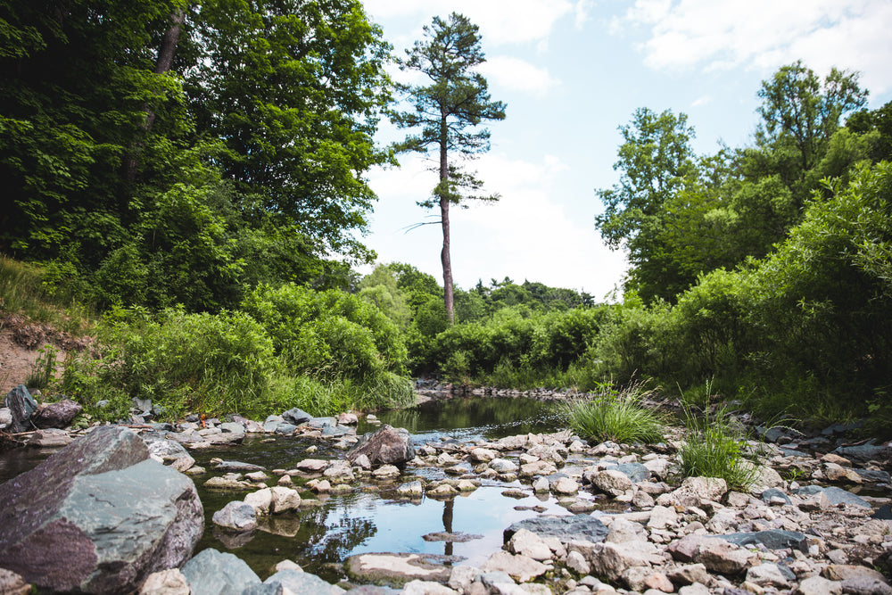 tree reflected in stream