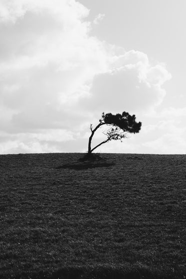 tree silhouetted against a white sky