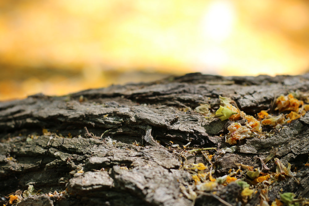 tree skin