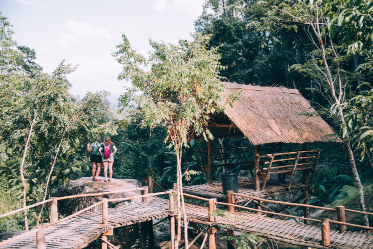 Tree Top Adventure