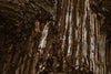 tree trunk closeup