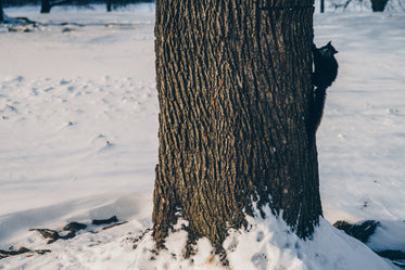 tree trunk with squirrel in snow
