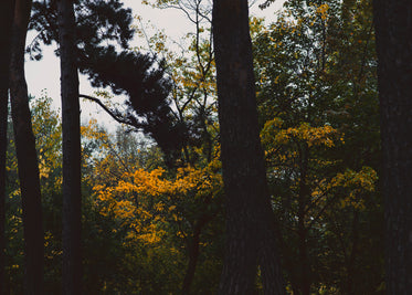 tree trunks & changing leaves