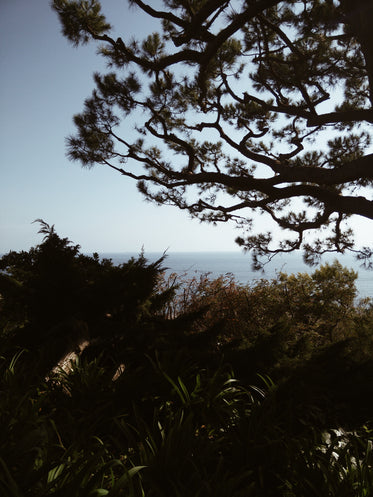 tree with needles grows by sea