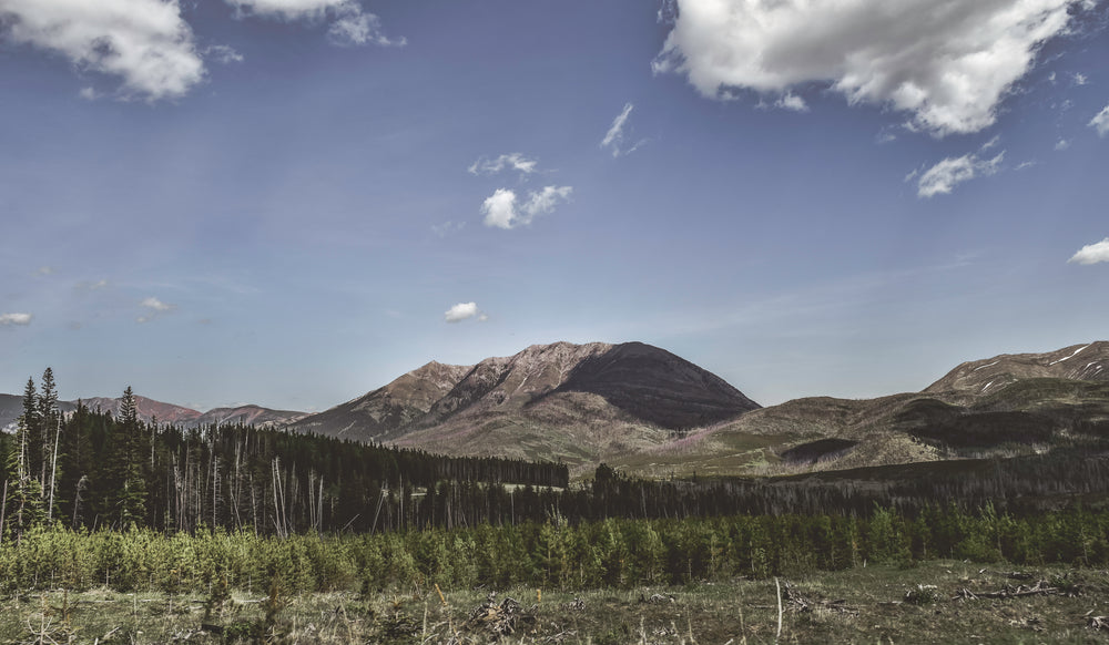 treeline below mountain and blue sky