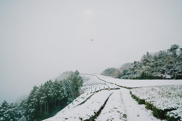 trees and bushes lined in rows covered in snow