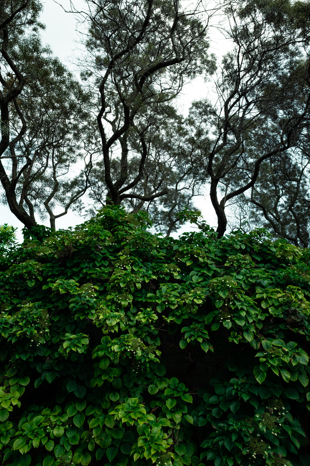 trees behind a bush