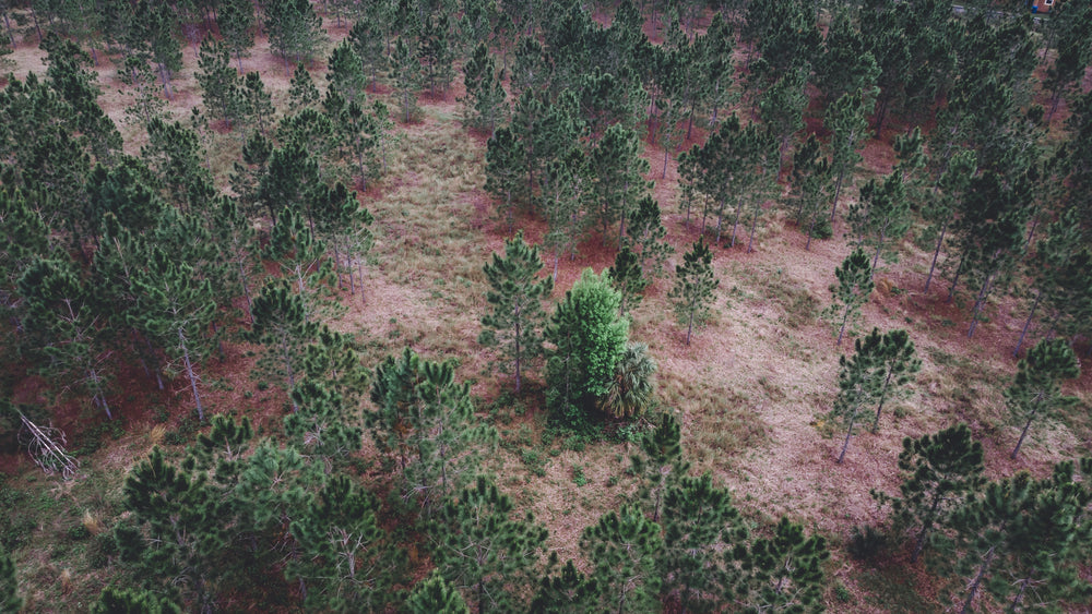 trees dot the red soil hillside