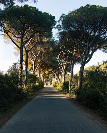 trees guard a long road