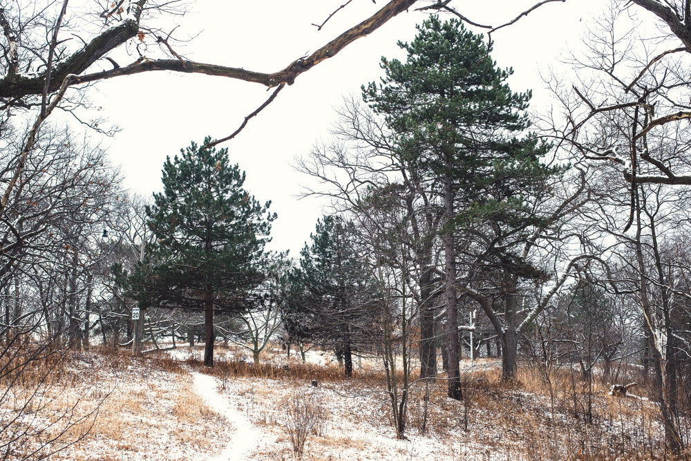 trees in a snowy park