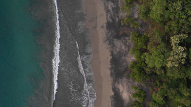 trees lining tempestuous beach