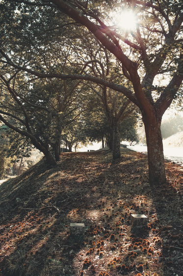 trees on a brown grassy hilltop