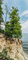trees on sandy oceanside cliffs