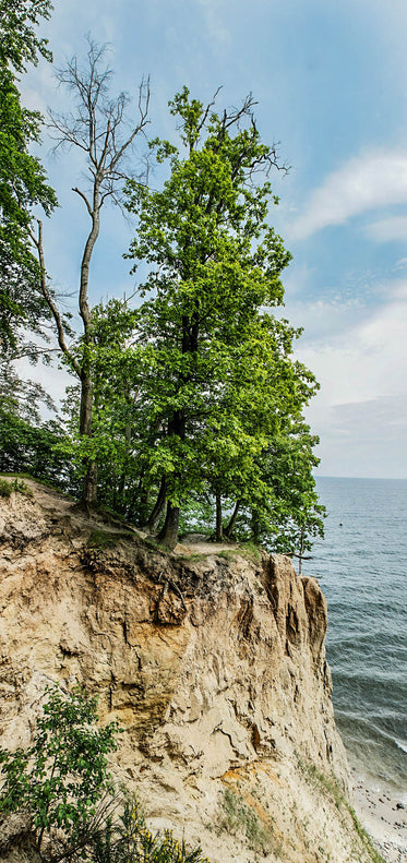 trees on sandy oceanside cliffs