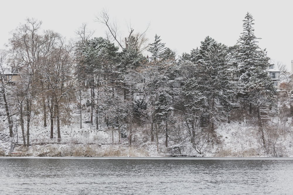 trees on snowy hill