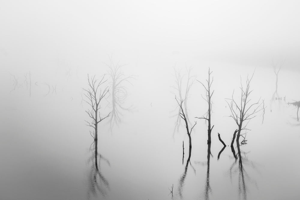 trees over still water in black and white