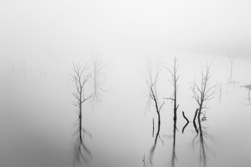 trees over still water in black and white
