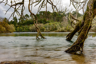 trees rooted in shallow waters