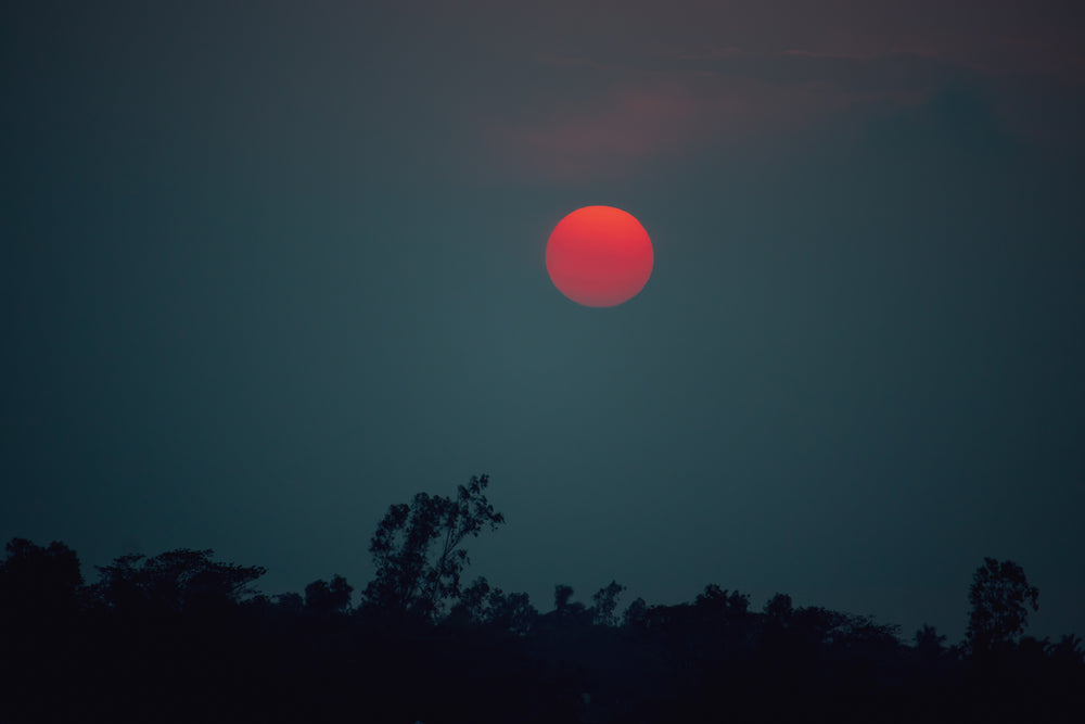 trees silhouetted by a round setting sun