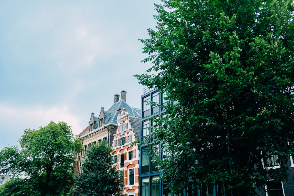 trees stand in front of buildings