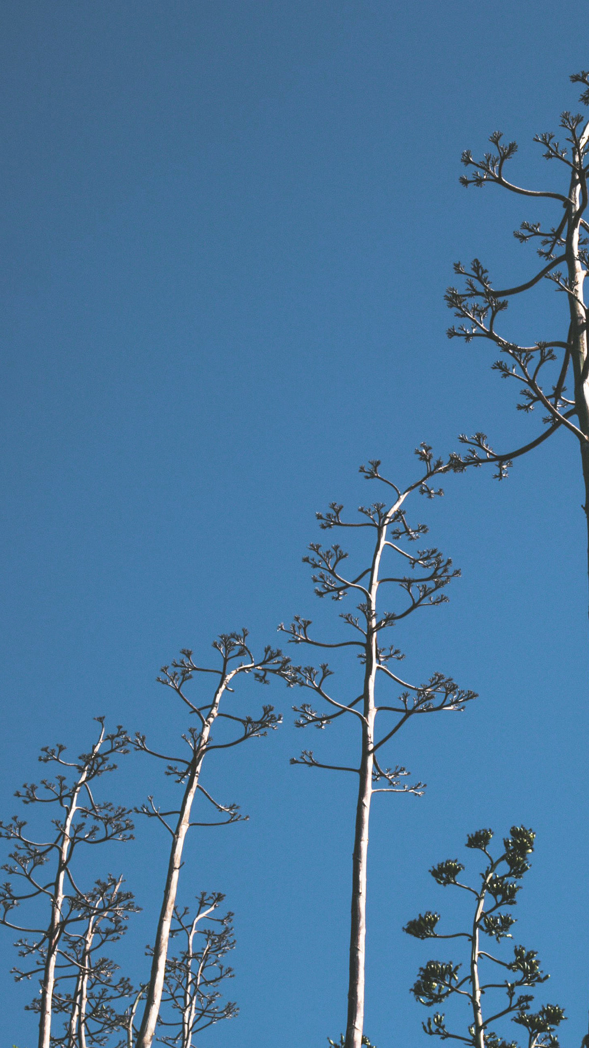 高大的树木配上蓝天的iPhone壁纸