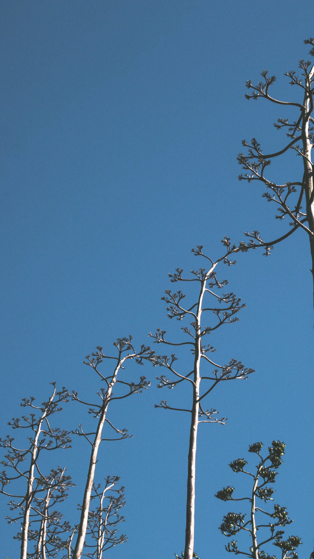 trees standing tall with blue sky iphone wallpaper