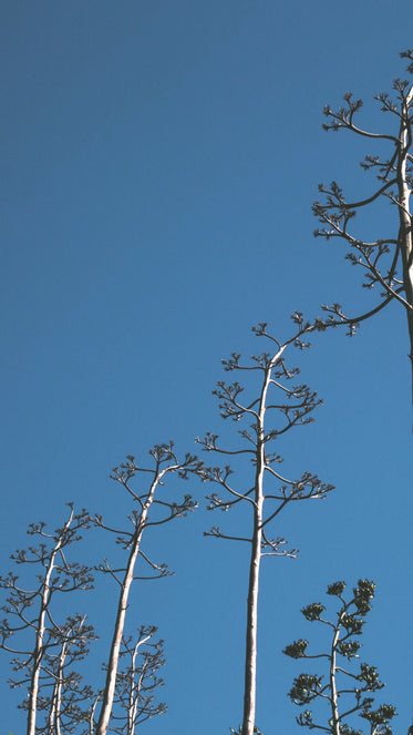 trees standing tall with blue sky iphone wallpaper