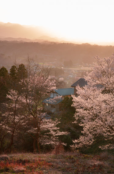 trees with white blossoms seen at golden hour