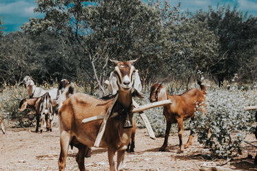 triangle goat collar