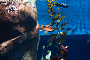 Free Stock Photo of Tropical Fish — HD Images