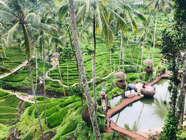 tropical garden