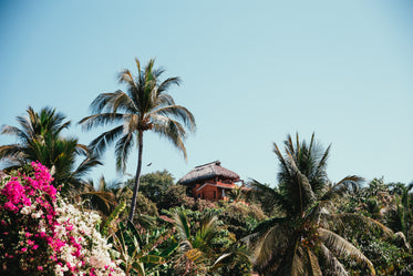 tropical hut with palmtrees